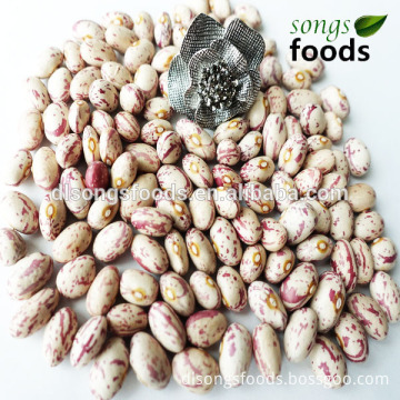 Chinese Kidney Beans, Many Kinds of Beans